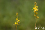Bog Asphodel (Narthecium ossifragum)