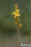 Bog Asphodel (Narthecium ossifragum)