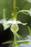 Bergnachtorchis (Platanthera chlorantha) 