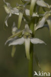 Bergnachtorchis (Platanthera chlorantha) 