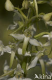 Bergnachtorchis (Platanthera chlorantha) 