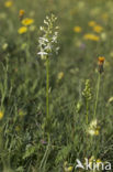 Bergnachtorchis (Platanthera chlorantha) 