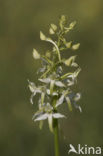 Bergnachtorchis (Platanthera chlorantha) 