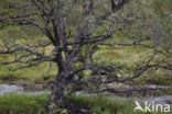 Birch (Betula)