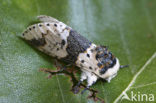 Berkenhermelijnvlinder (Furcula bicuspis)