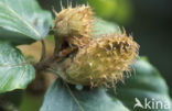 Beech (Fagus sylvatica)