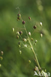 Quaking Grass (Briza media)