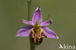 Bee Orchid (Ophrys apifera)