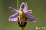 Bijenorchis (Ophrys apifera)