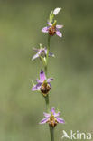 Bee Orchid (Ophrys apifera)