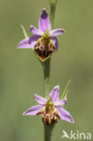 Bee Orchid (Ophrys apifera)