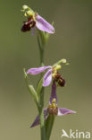 Bijenorchis (Ophrys apifera)