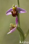 Bee Orchid (Ophrys apifera)