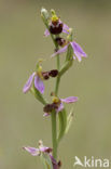 Bijenorchis (Ophrys apifera)