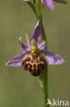 Bee Orchid (Ophrys apifera)