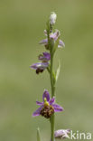 Bee Orchid (Ophrys apifera)