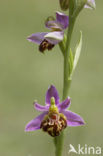 Bee Orchid (Ophrys apifera)