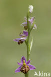 Bee Orchid (Ophrys apifera)