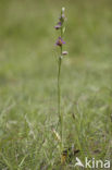 Bee Orchid (Ophrys apifera)