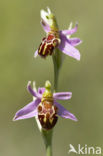 Bee Orchid (Ophrys apifera)