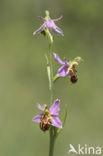 Bee Orchid (Ophrys apifera)