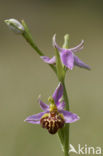 Bijenorchis (Ophrys apifera)