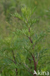 Common Mugwort (Artemisia vulgaris)