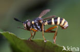 thick-headed fly (Conops quadrifasciatus)