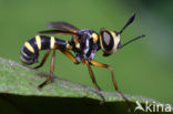 thick-headed fly (Conops scutellatus)