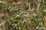 Blauw walstro (Sherardia arvensis) 