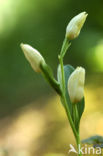 Bleek bosvogeltje (Cephalanthera damasonium) 