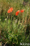 Bleke klaproos (Papaver dubium)