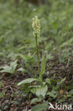 Pale-flowered Orchid (Orchis pallens)