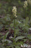 Pale-flowered Orchid (Orchis pallens)