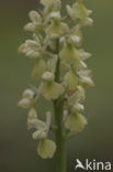 Pale-flowered Orchid (Orchis pallens)