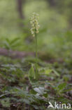 Pale-flowered Orchid (Orchis pallens)