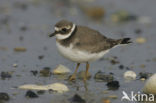 Bontbekplevier (Charadrius hiaticula)