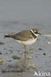 Bontbekplevier (Charadrius hiaticula)