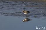 Bontbekplevier (Charadrius hiaticula)