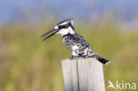 Bonte IJsvogel (Ceryle rudis)