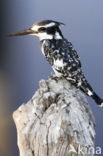 Bonte IJsvogel (Ceryle rudis)