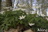 Bosanemoon (Anemone nemorosa)