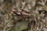 Two-spotted groundhopper (Tetrix bipunctata)