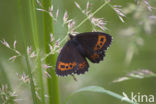 Boserebia (Erebia ligea)