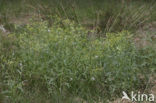 Boskruiskruid (Senecio sylvaticus)