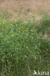 Boskruiskruid (Senecio sylvaticus)