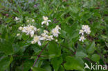 Bosrank (Clematis vitalba)