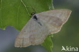 Lesser Cream Wave (Scopula immutata)