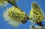 Boswilg (Salix caprea)