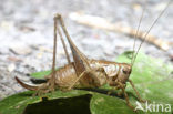 Bramensprinkhaan (Pholidoptera griseoaptera)